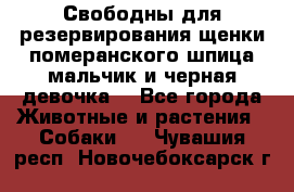 Свободны для резервирования щенки померанского шпица мальчик и черная девочка  - Все города Животные и растения » Собаки   . Чувашия респ.,Новочебоксарск г.